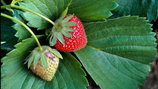 Folhas verdes com luz suave — sensação de frescura